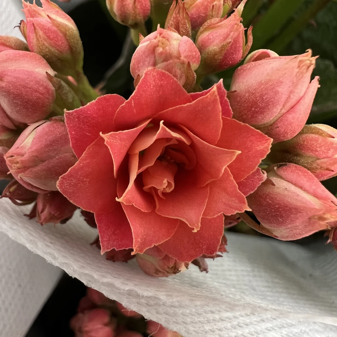 长寿花园～【蜜桃汁】新品 矮壮颗型
