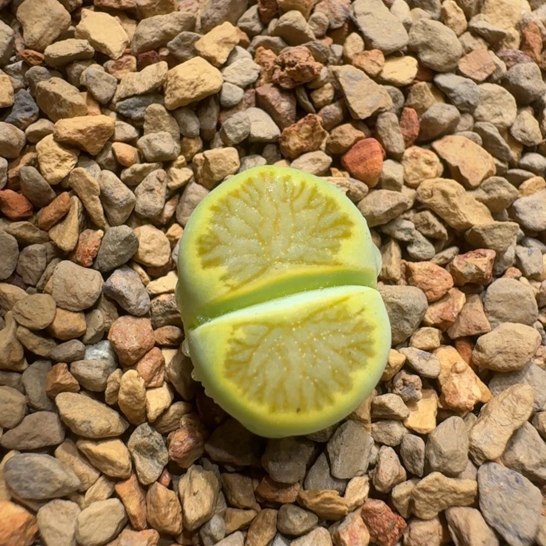 煮**茶0205-18绿菊菊菊