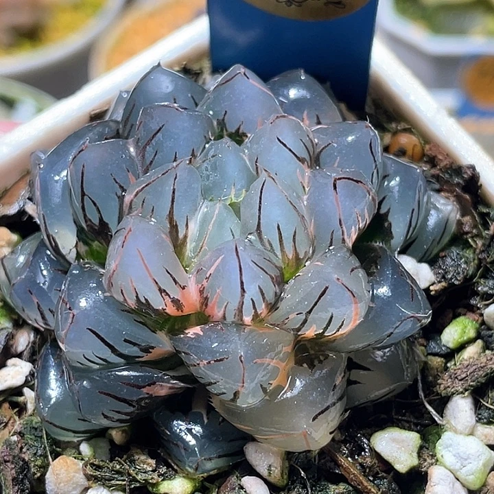 607亚成水中月锦特选福利