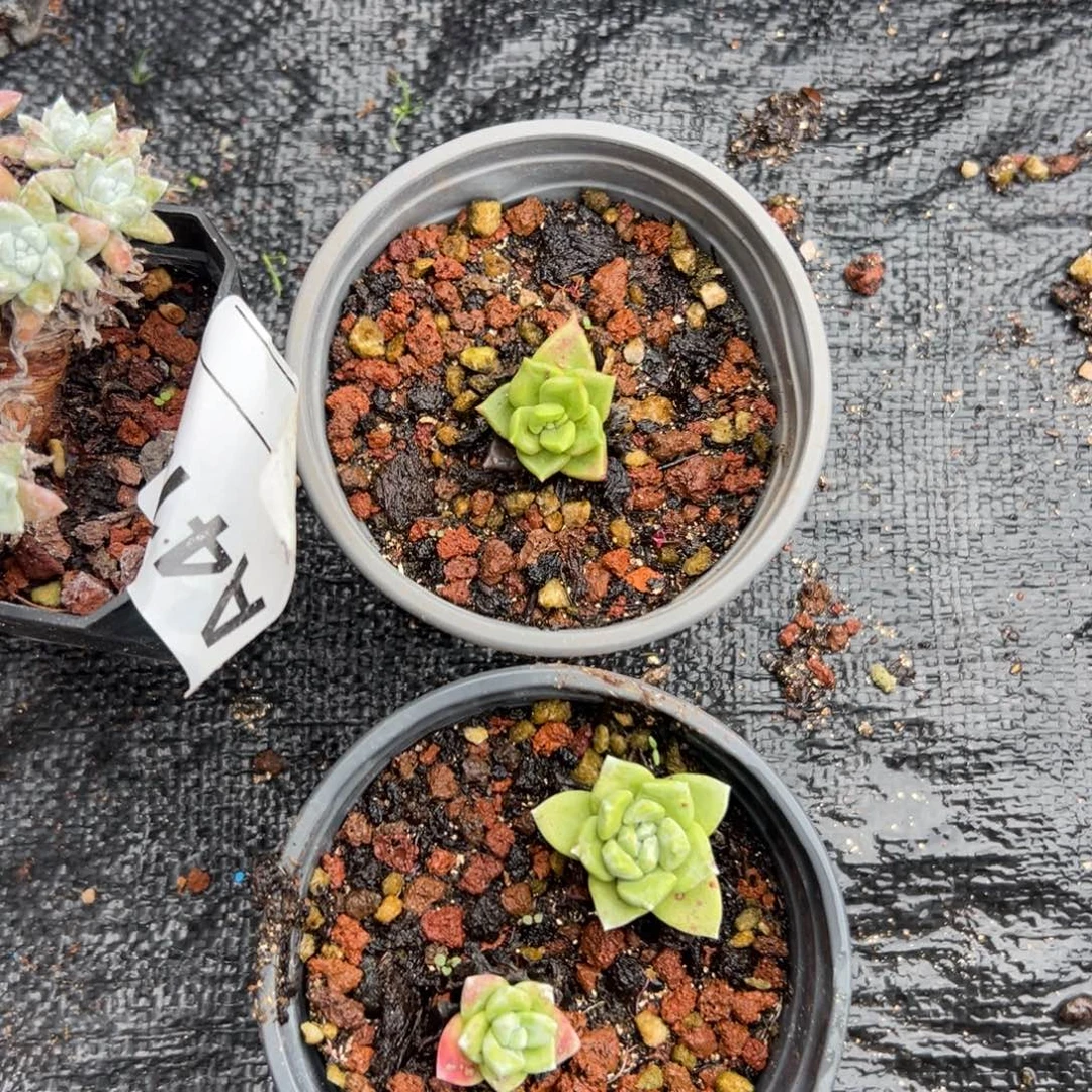 两棵福利玫瑰脸～仙女杯413