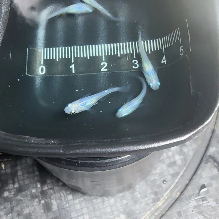 青鳉11号拍品水滴5条