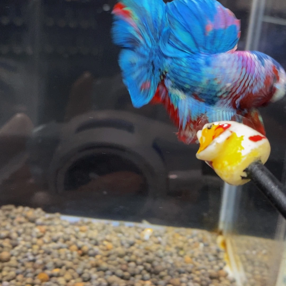 斗鱼259巨斗111111