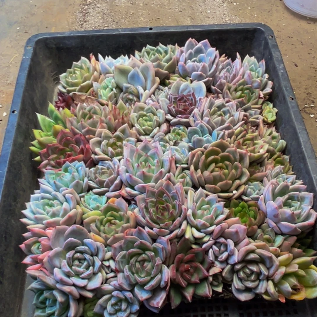 小***诺689多肉植物和植物在这里繁衍