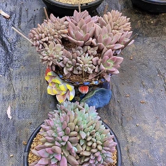 无花朵七****桃花源缀化二个