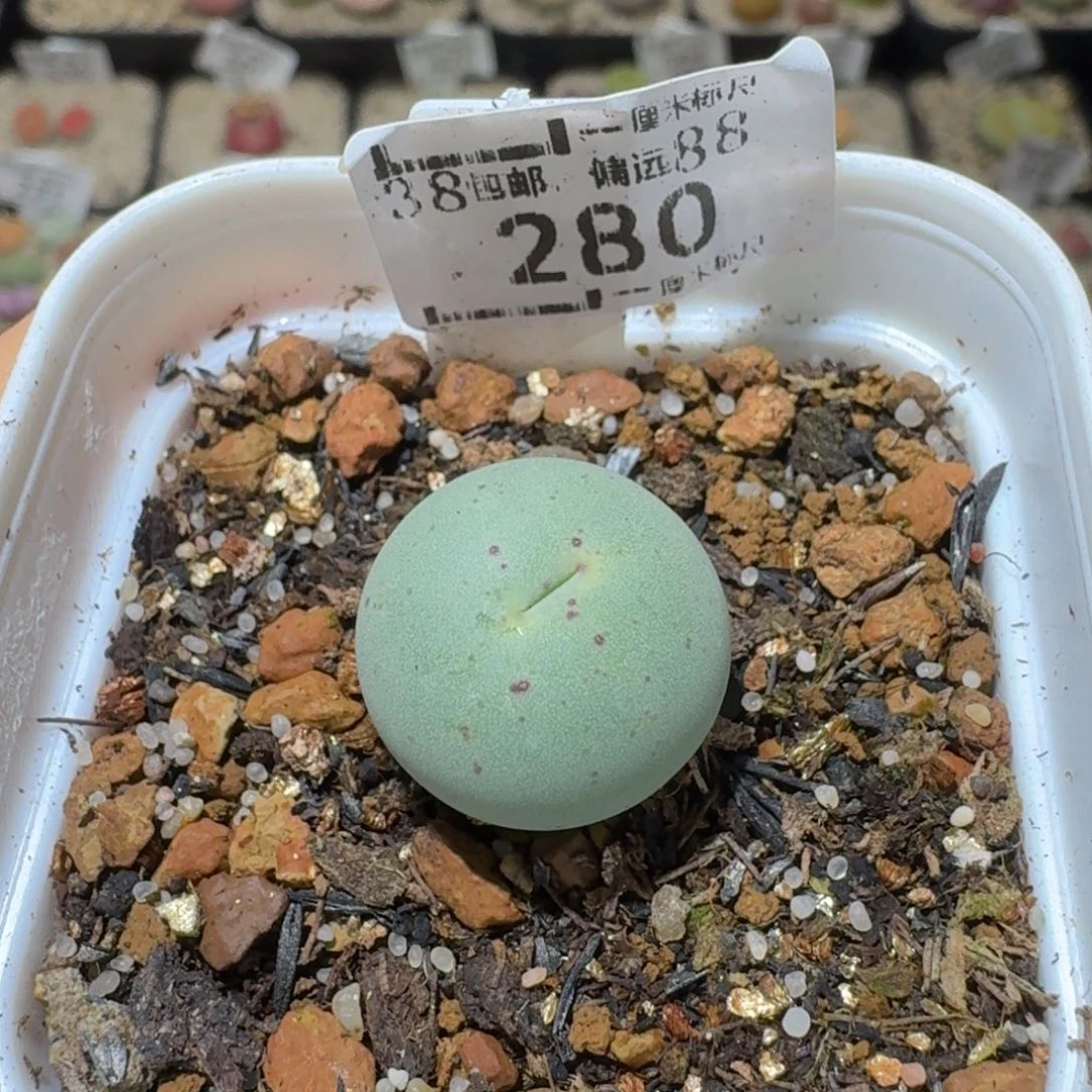 Sss精品清仓价280