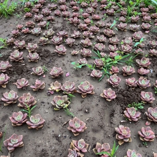 彩虹糖五颗多肉。