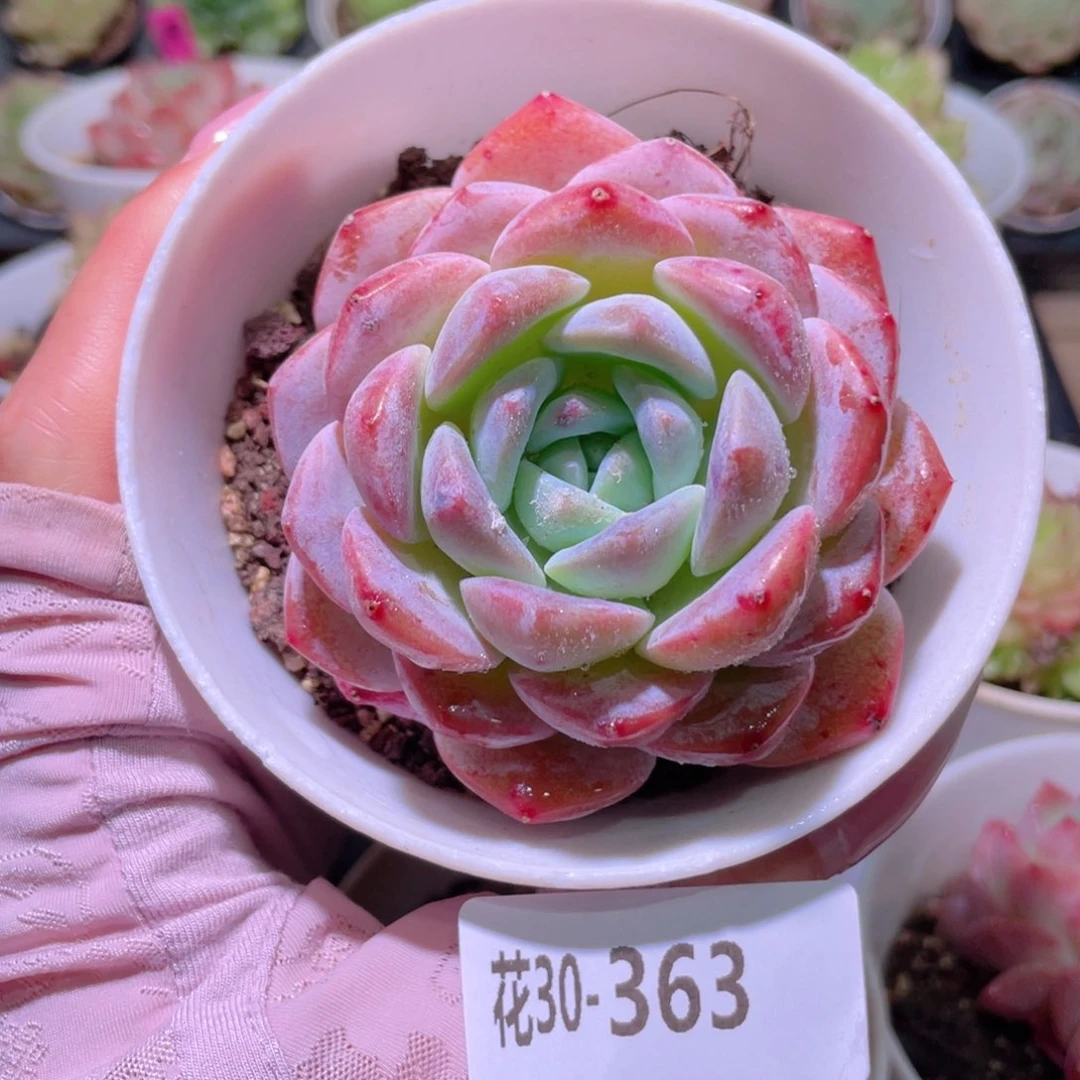 花利美30-363红胖子