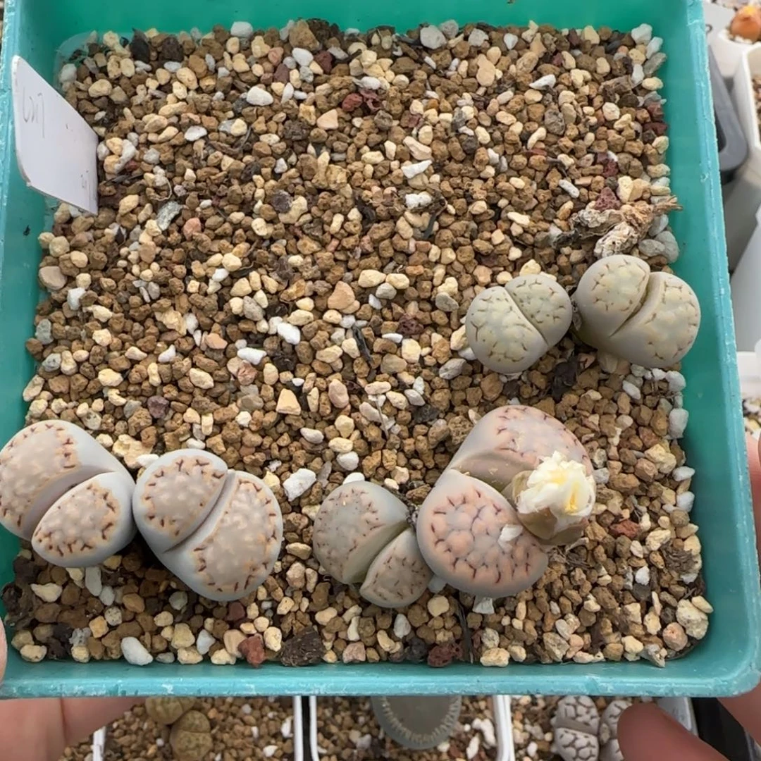 11.17。萌肉c217清盒。8078