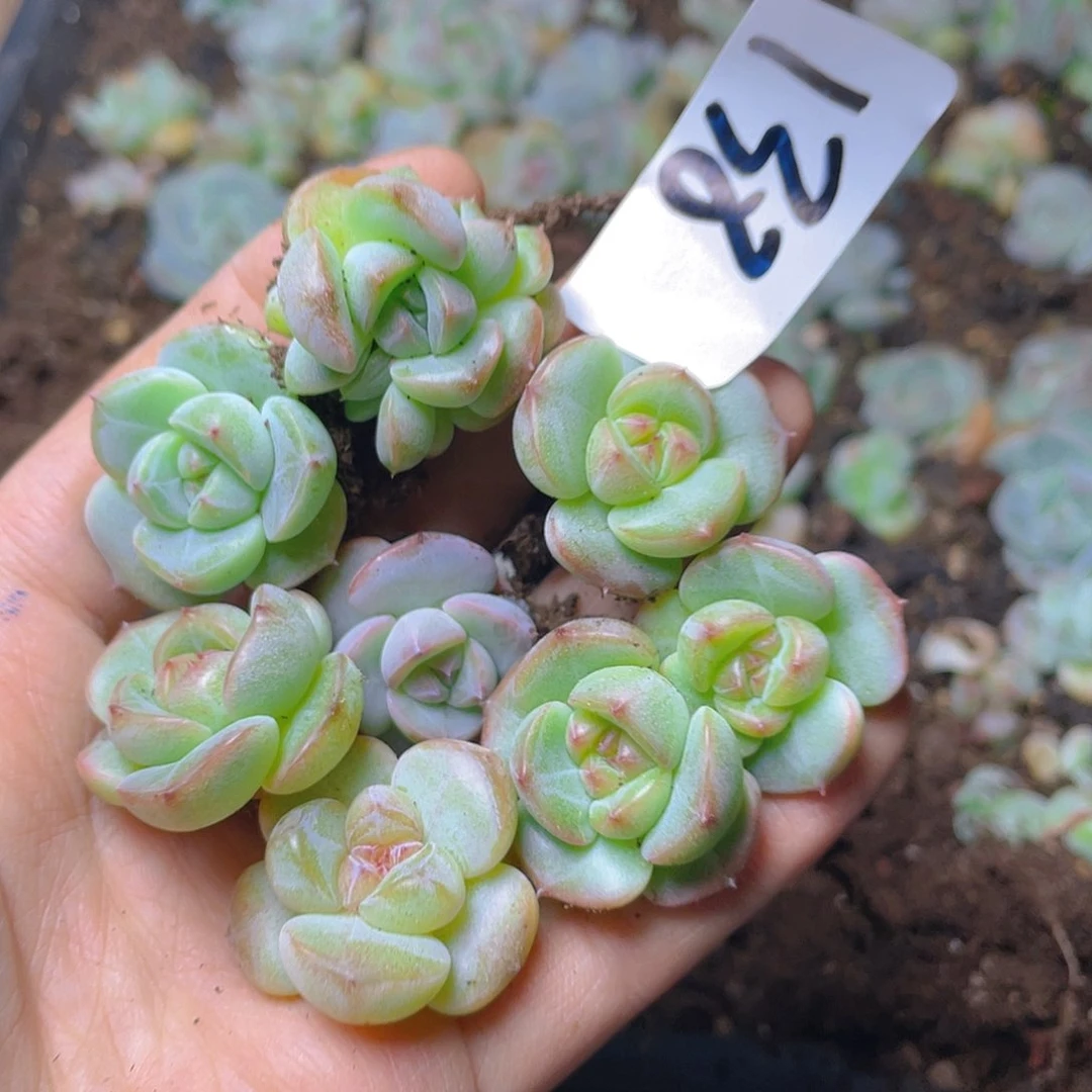 多肉植物多肉植物138
