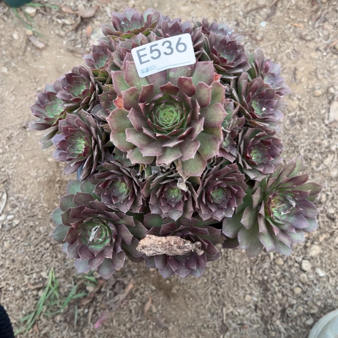 536红魔多肉植物法师多肉