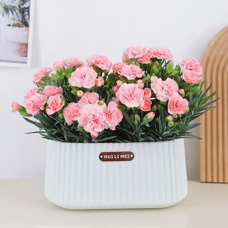 粉色康乃馨盆栽带花苞易活四季开花卧室阳台花卉绿植【雅纹白盆】