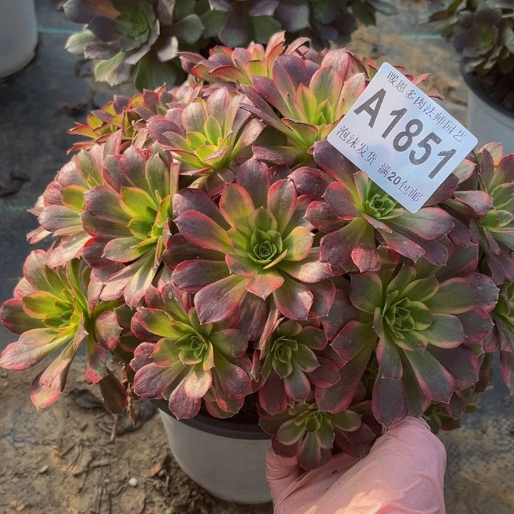 1851 多肉法师不包断枝