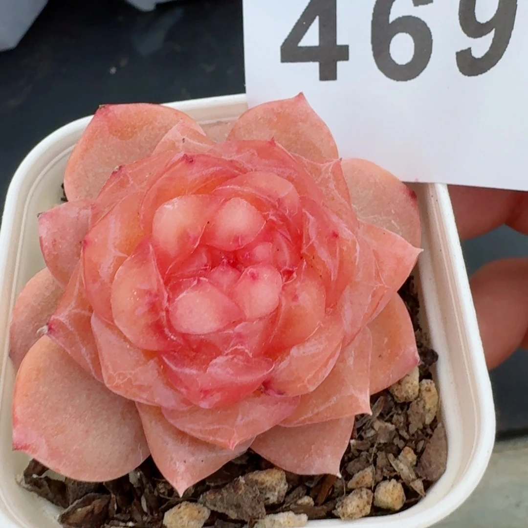 孤品珍妮福利         精品多肉