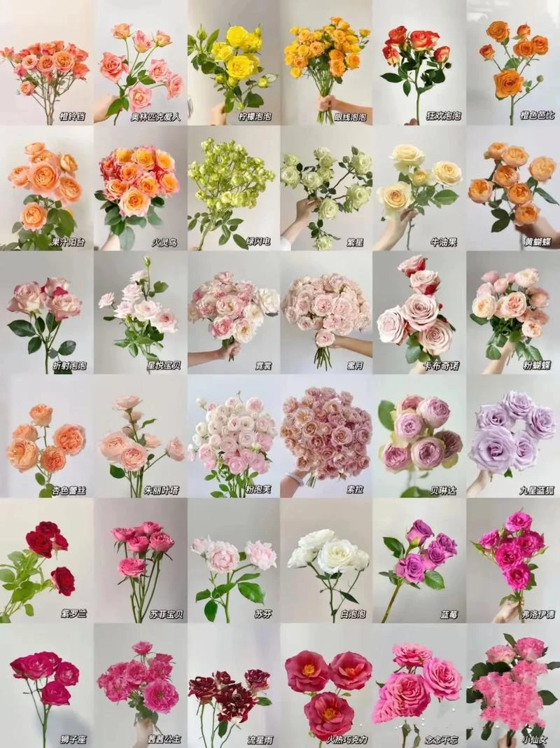 多头玫瑰 昆明基地直发鲜花