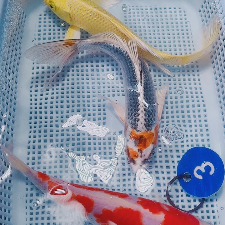 海水鱼锦鲤观赏鱼3