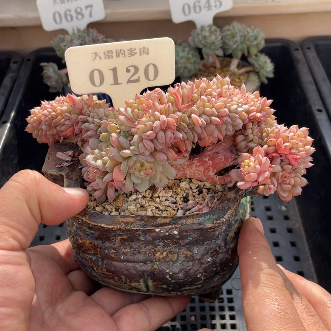 0120白胖子不带盆16厘米