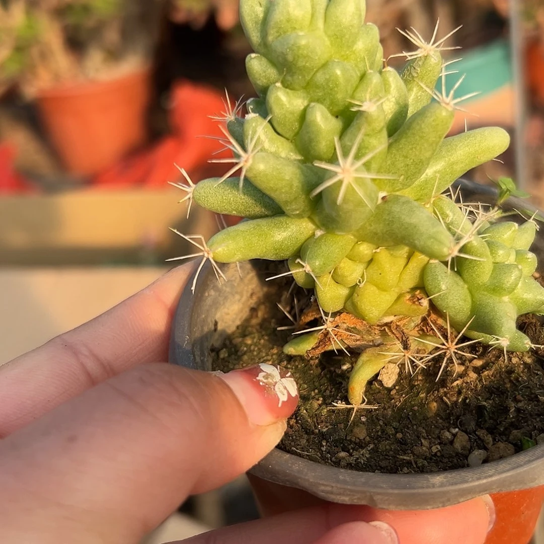 多肉植物吉泰菊双头