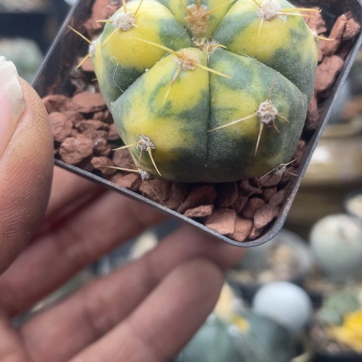 圣王锦带盆发货一颗包邮