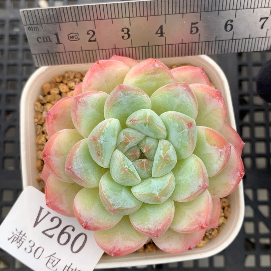 260。厚梦。糖心冰玉杂。