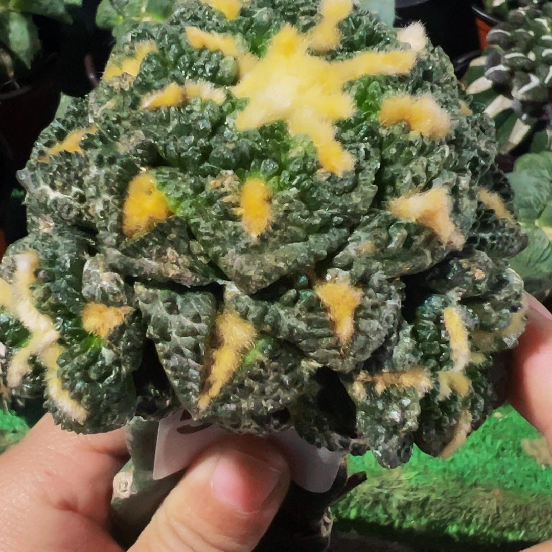 无花朵龟甲牡丹带两个侧芽506