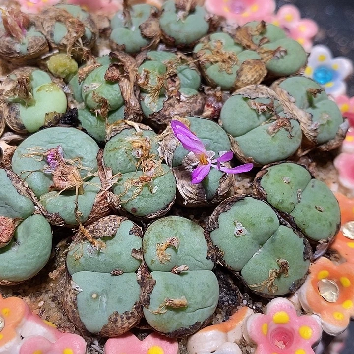 四头大型紫花饼一群。