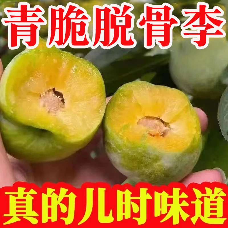 头茬上市脱骨李青脆李应季新鲜酸脆多汁爽口解腻水果