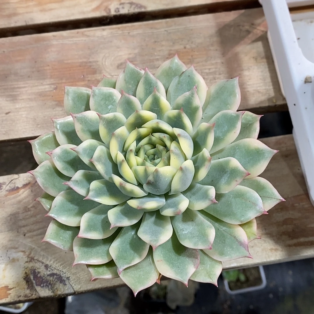 艾丽卡锦多肉植物老桩