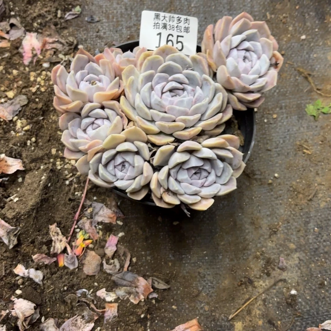 暖***茶黑大帅多肉165汉堡