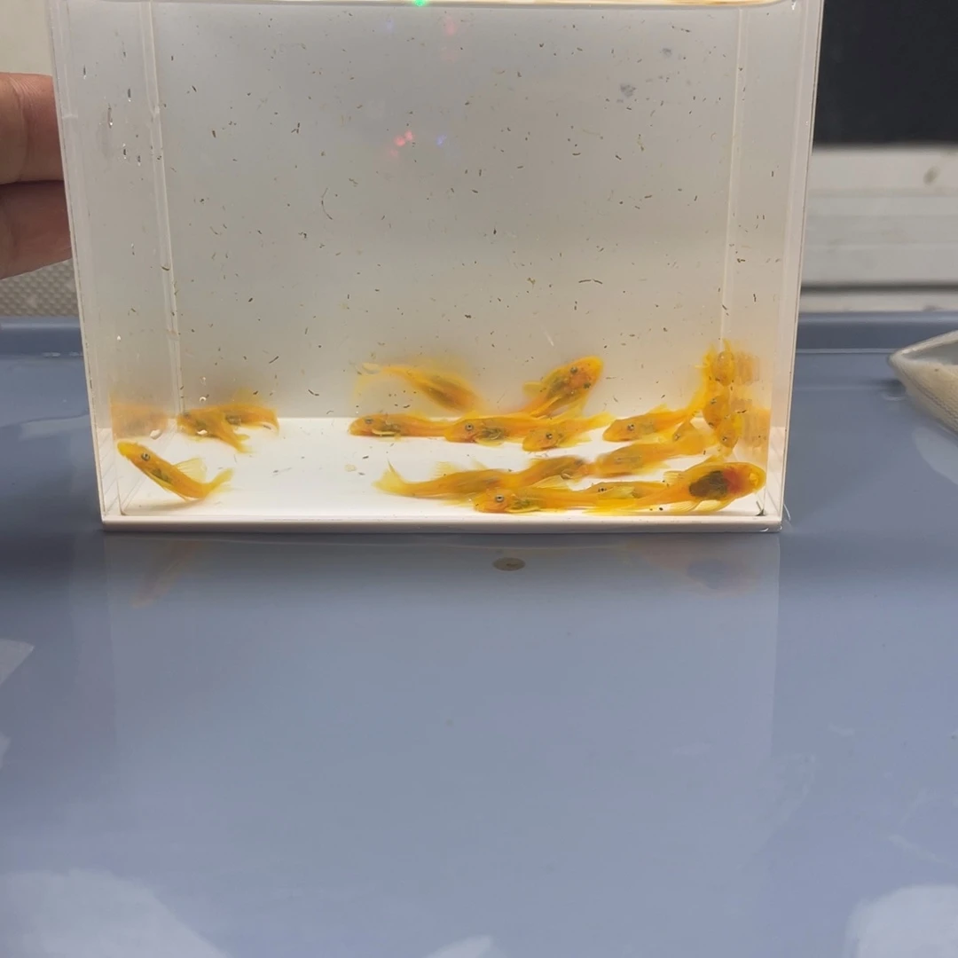 孔雀鱼小胡子20条开箱视频报损