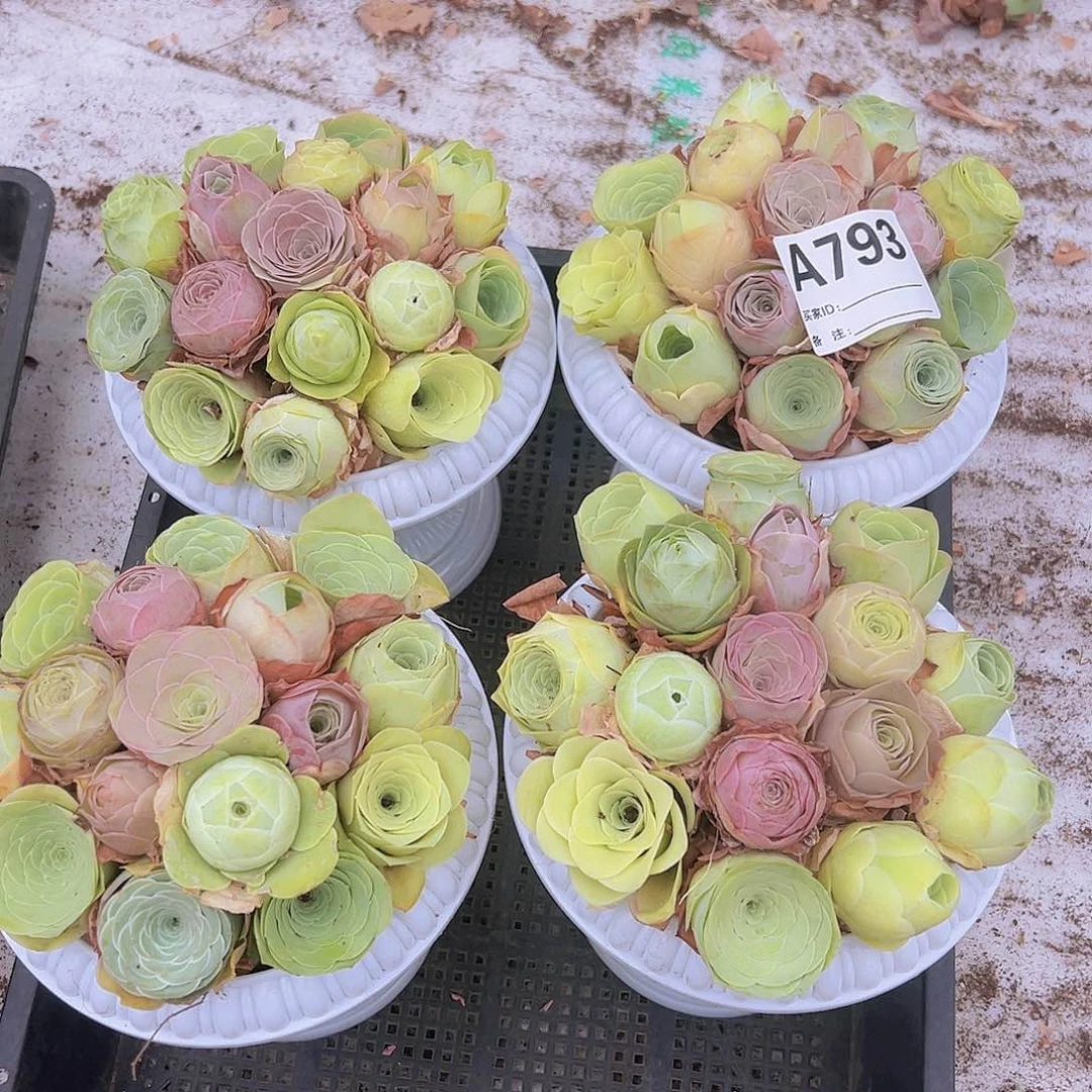 794玫瑰16颗样品带盆发