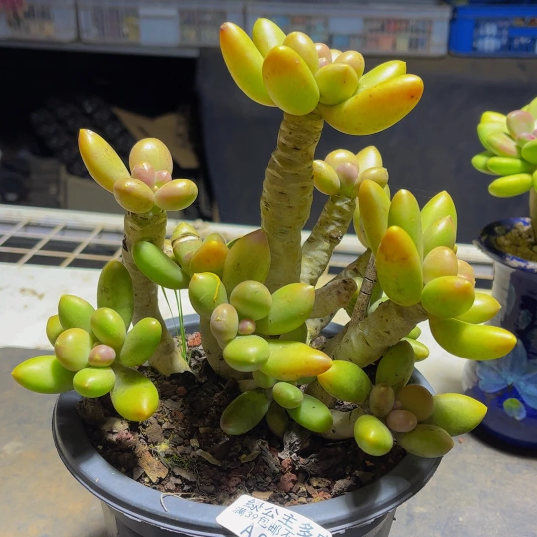 022芒果奶19厘米多肉