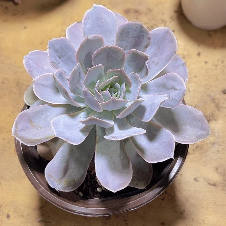 小***雅0000000000000000516