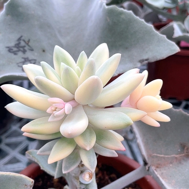 蜜桃波波锦一物一拍