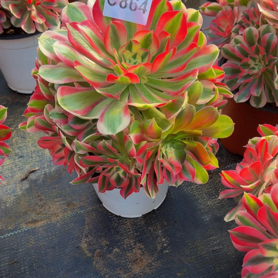 紫***㦤法师多肉植物粉女巫864