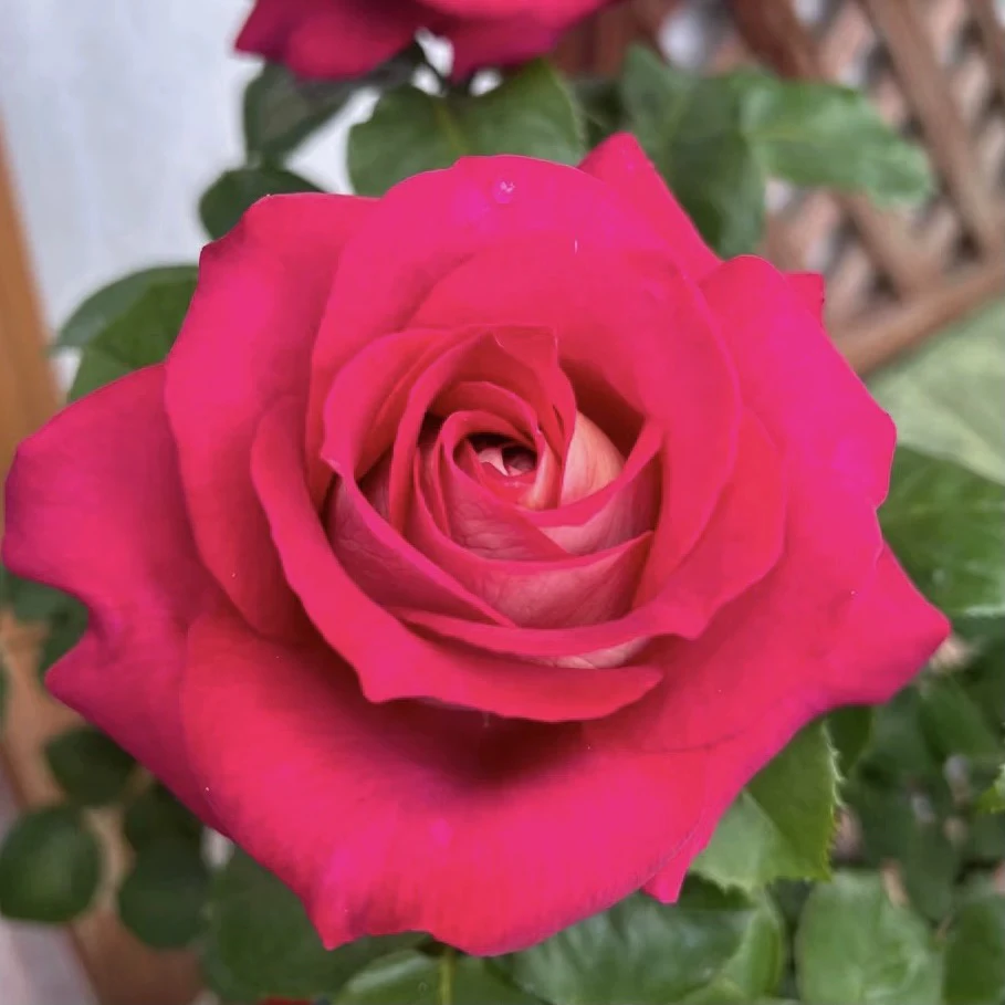 贝鲁奇切花浓香复色月季