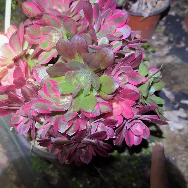 精品红女巫朵朵亏本福利26