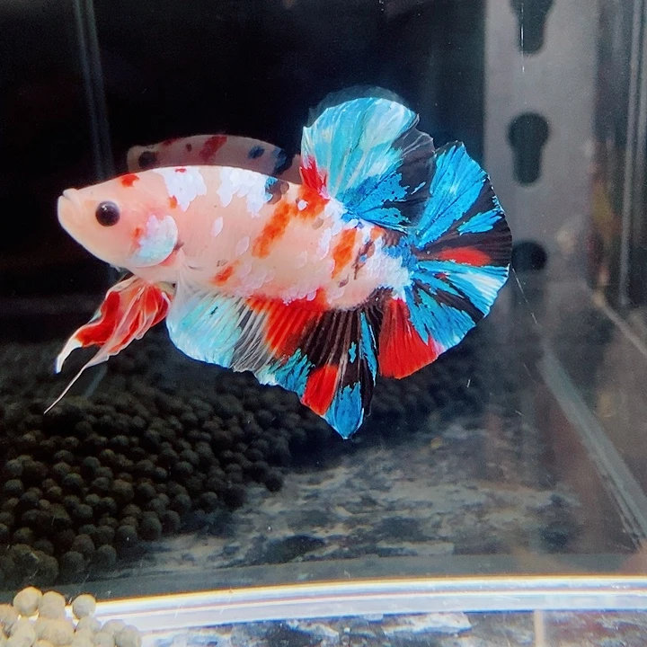 斗鱼黑20号巨斗将军