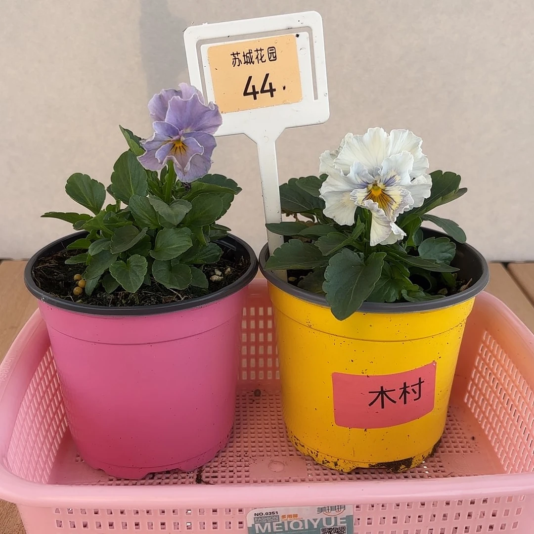 大部分开放少量花苞44