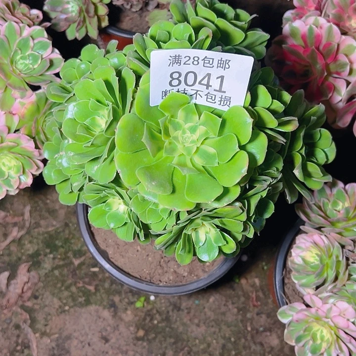 8041辛尼亚多肉植物