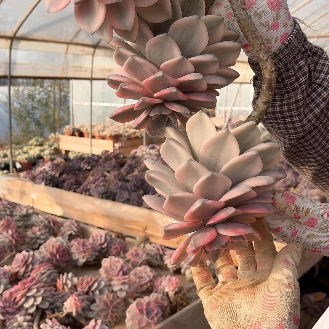 刘*莎多肉植物紫乐景A33