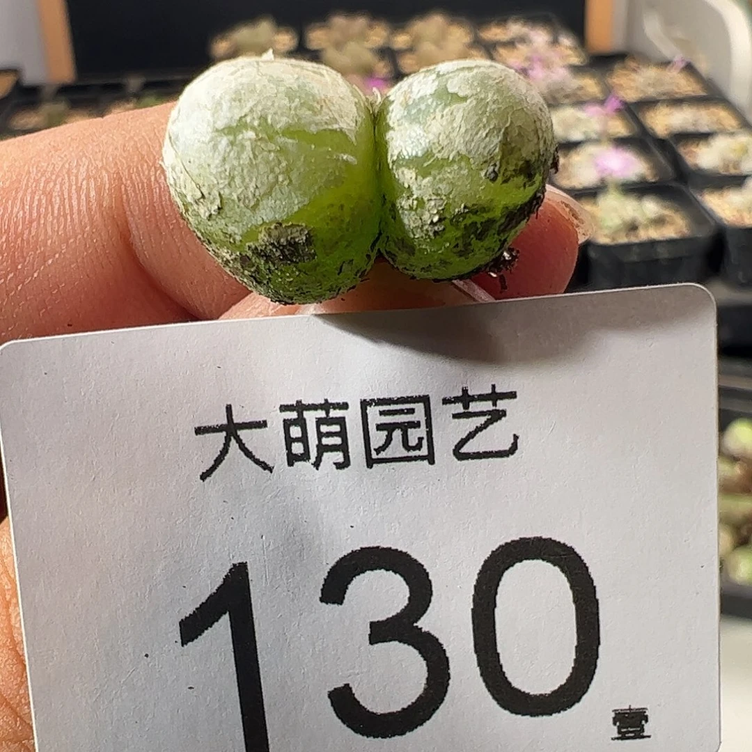 一物一拍。        130