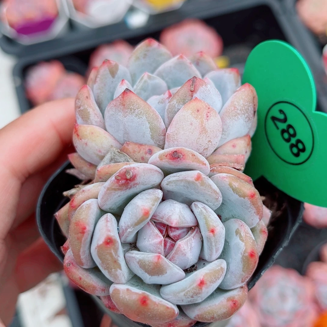 288号小老桩星影双头