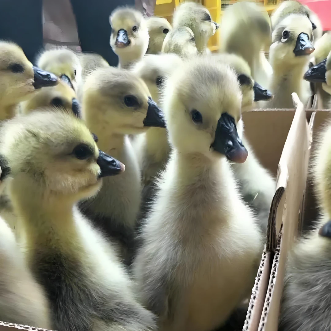 宠物  灰 图卢兹（3两）顺丰包邮