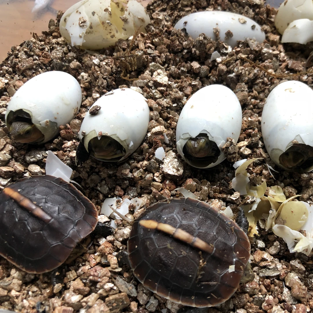 安缘龟苗 安徽种黄缘龟粮安缘苗 送标识卡