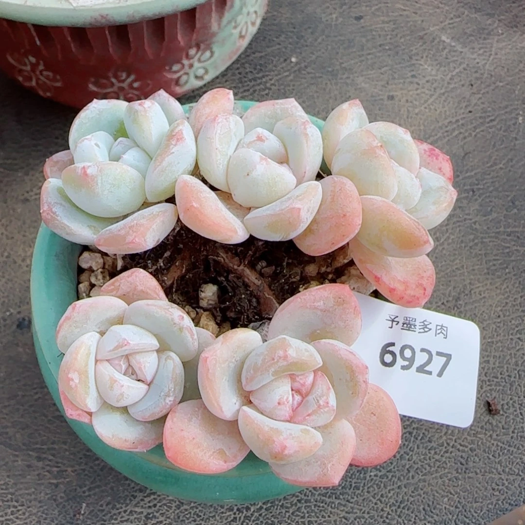 冰玉无砍，6927多肉植物