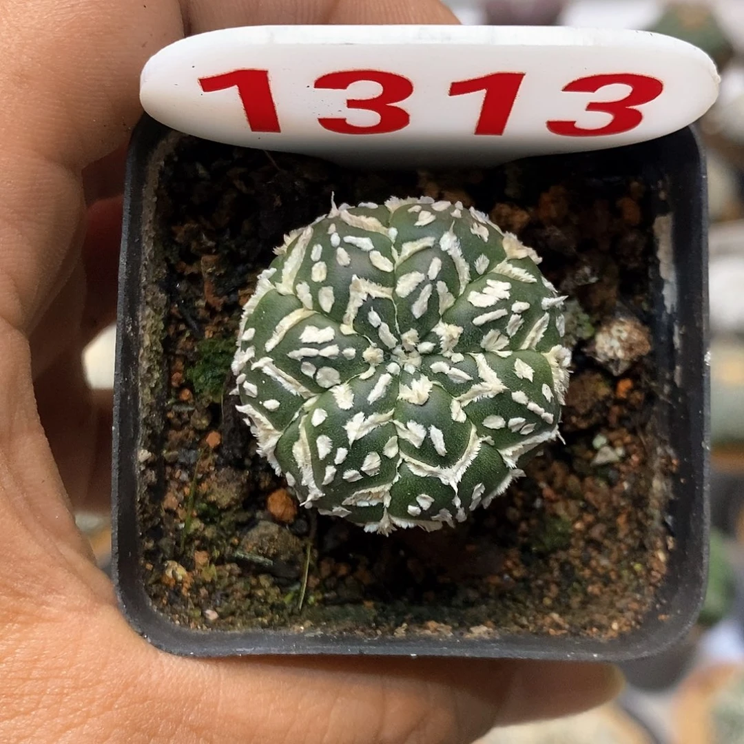 1313福利特价咯啦特价咯