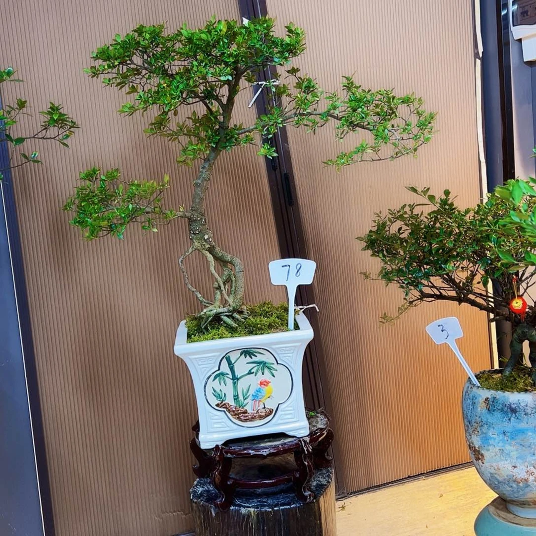 大***室海岛榄叶栀子花