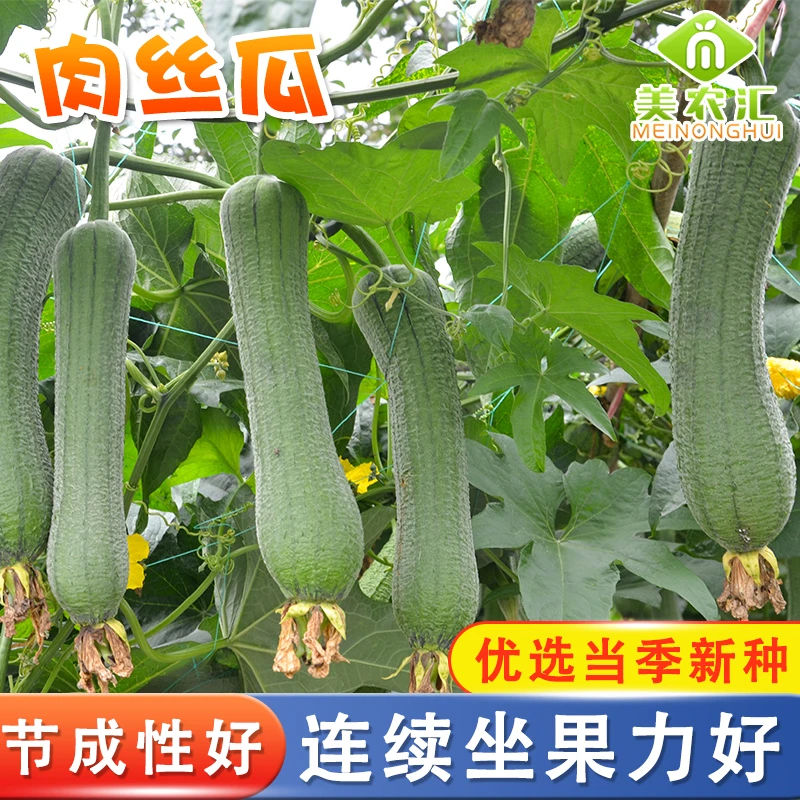 长肉丝瓜种子多宝丝瓜种籽四季特大特长肉丝瓜早熟蔬菜丝瓜种孑