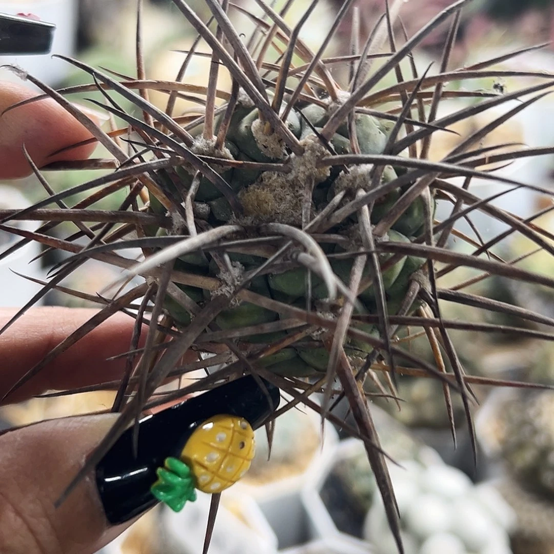 超刺有根仙人球66666666