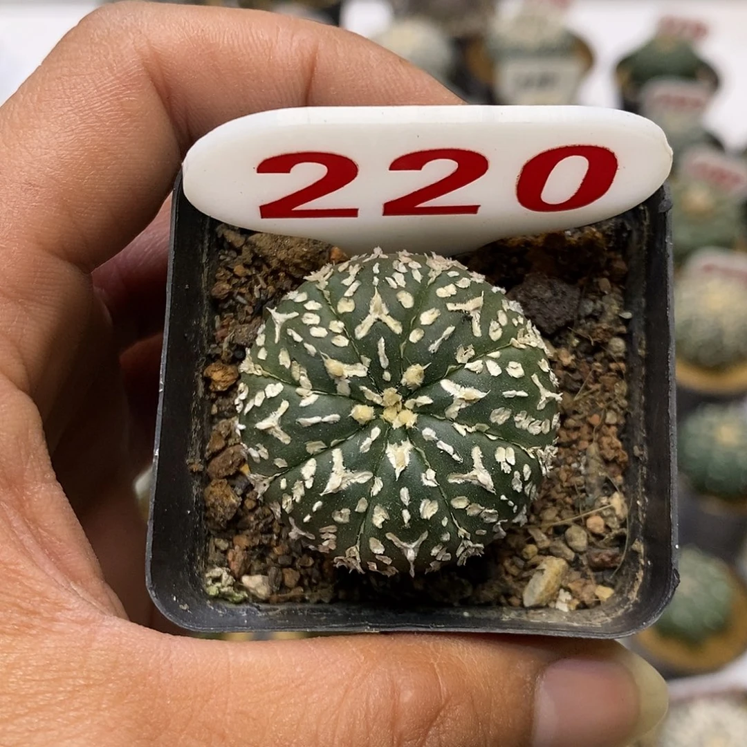220福利特价来了哦耶